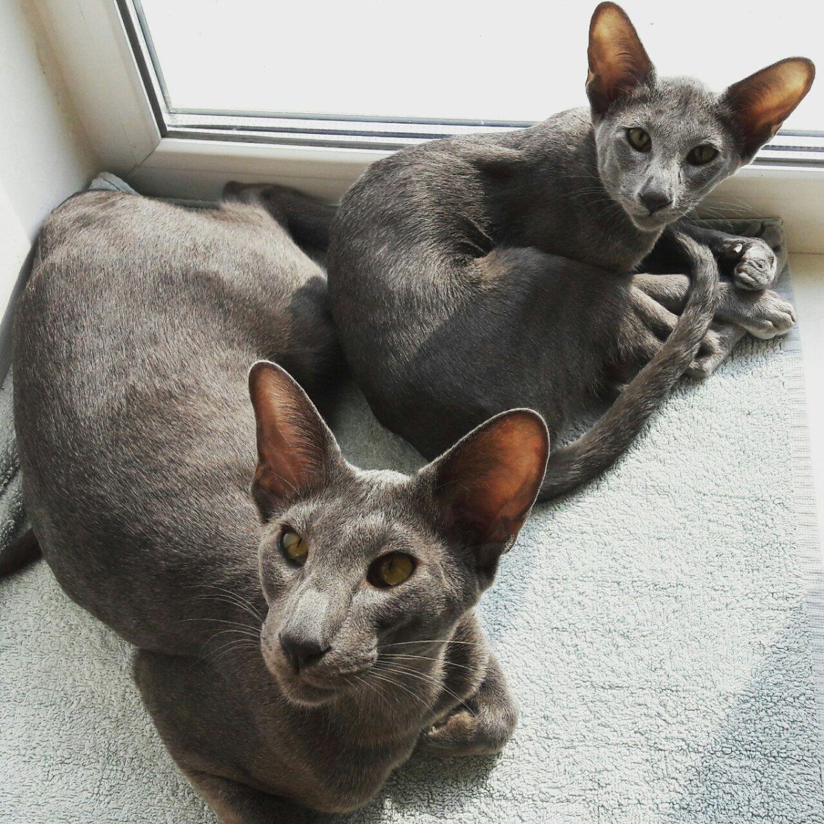 Порода Ориентал Добби