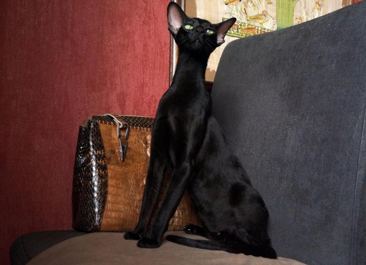 Ориентал кот вес