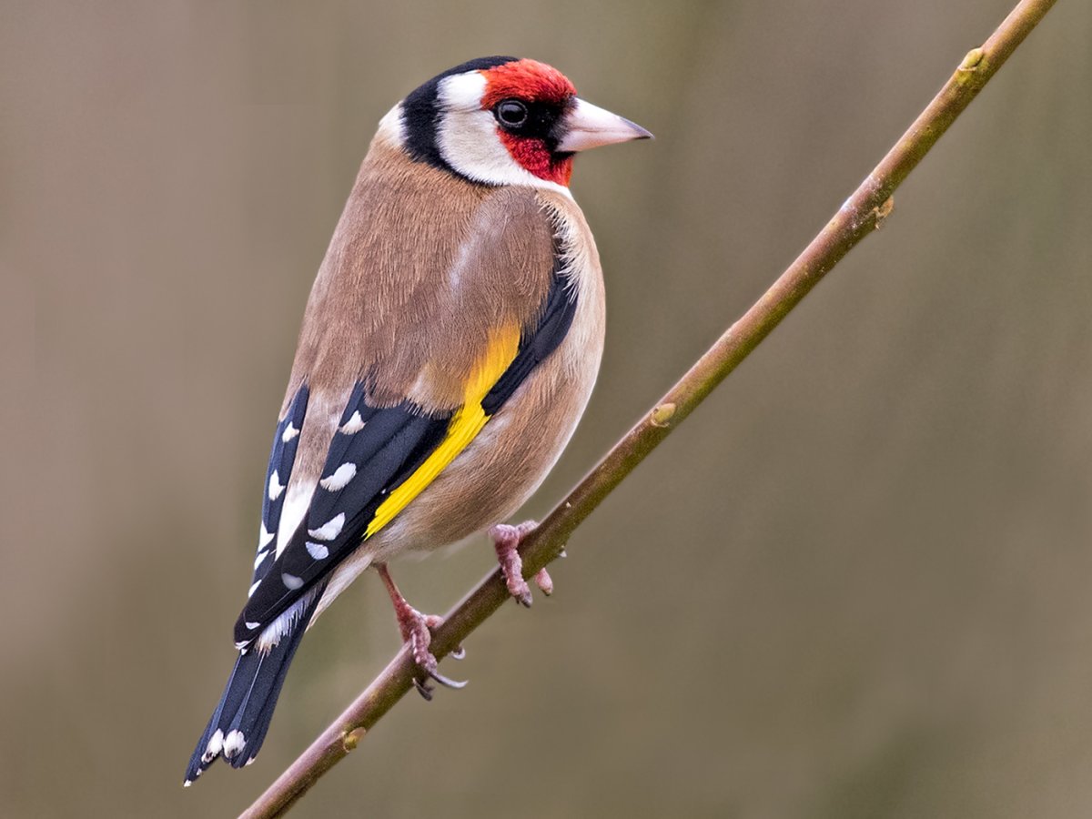 Щегол (Carduelis Carduelis)