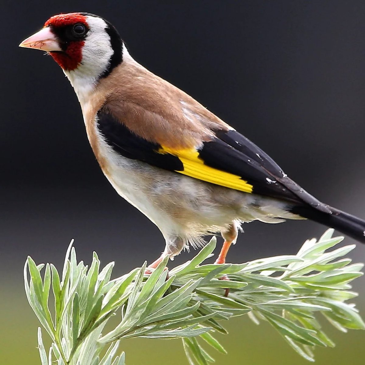 Желтая птица с красной головой