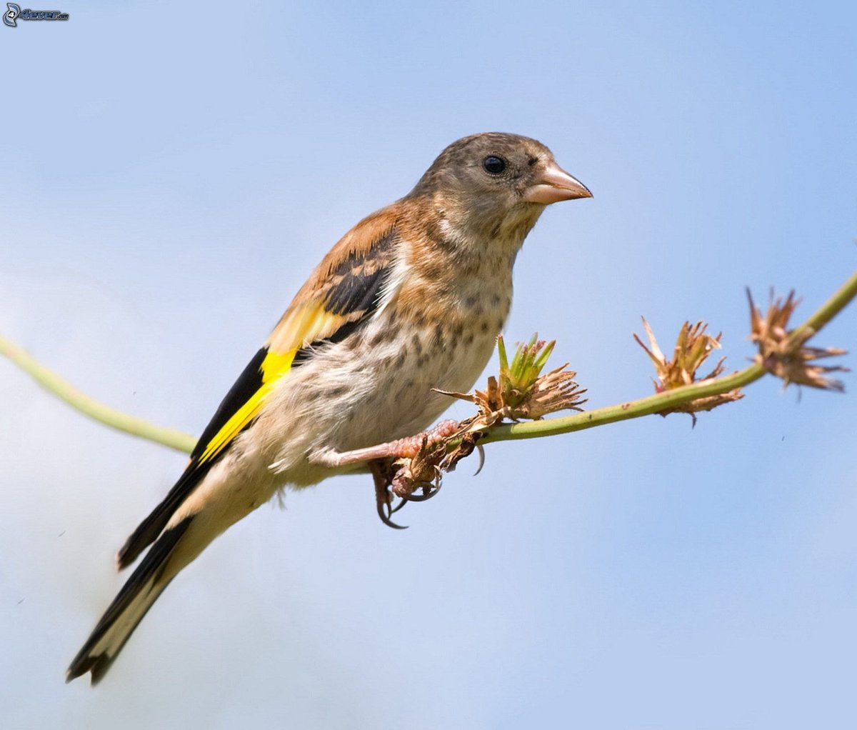Певчий вьюрок