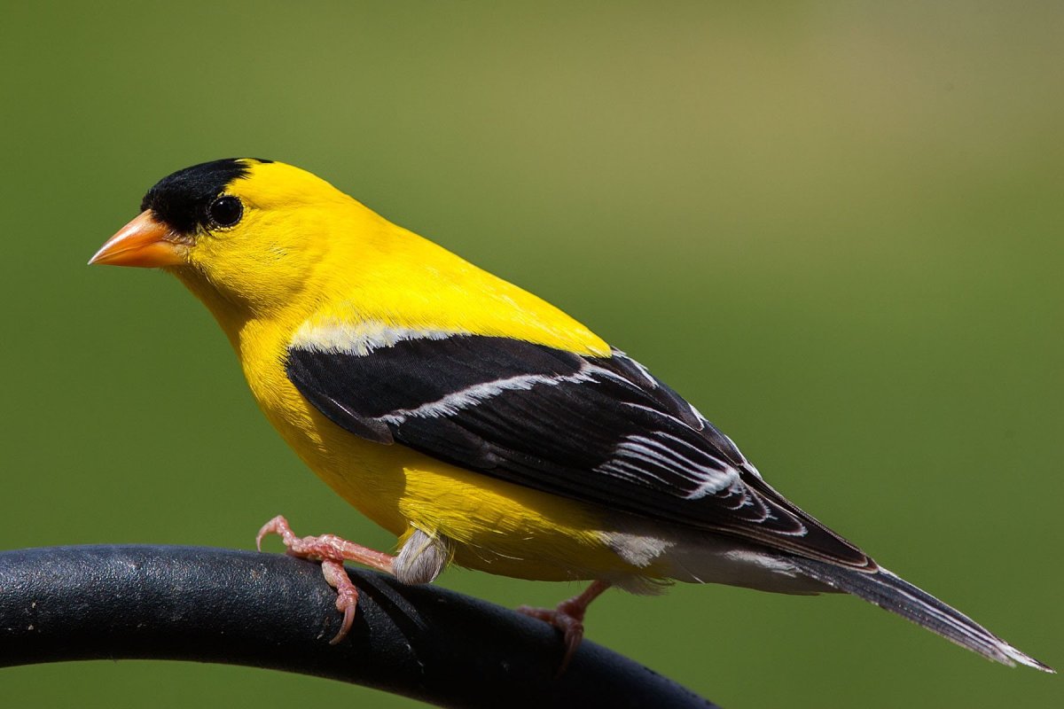 Желтая птица