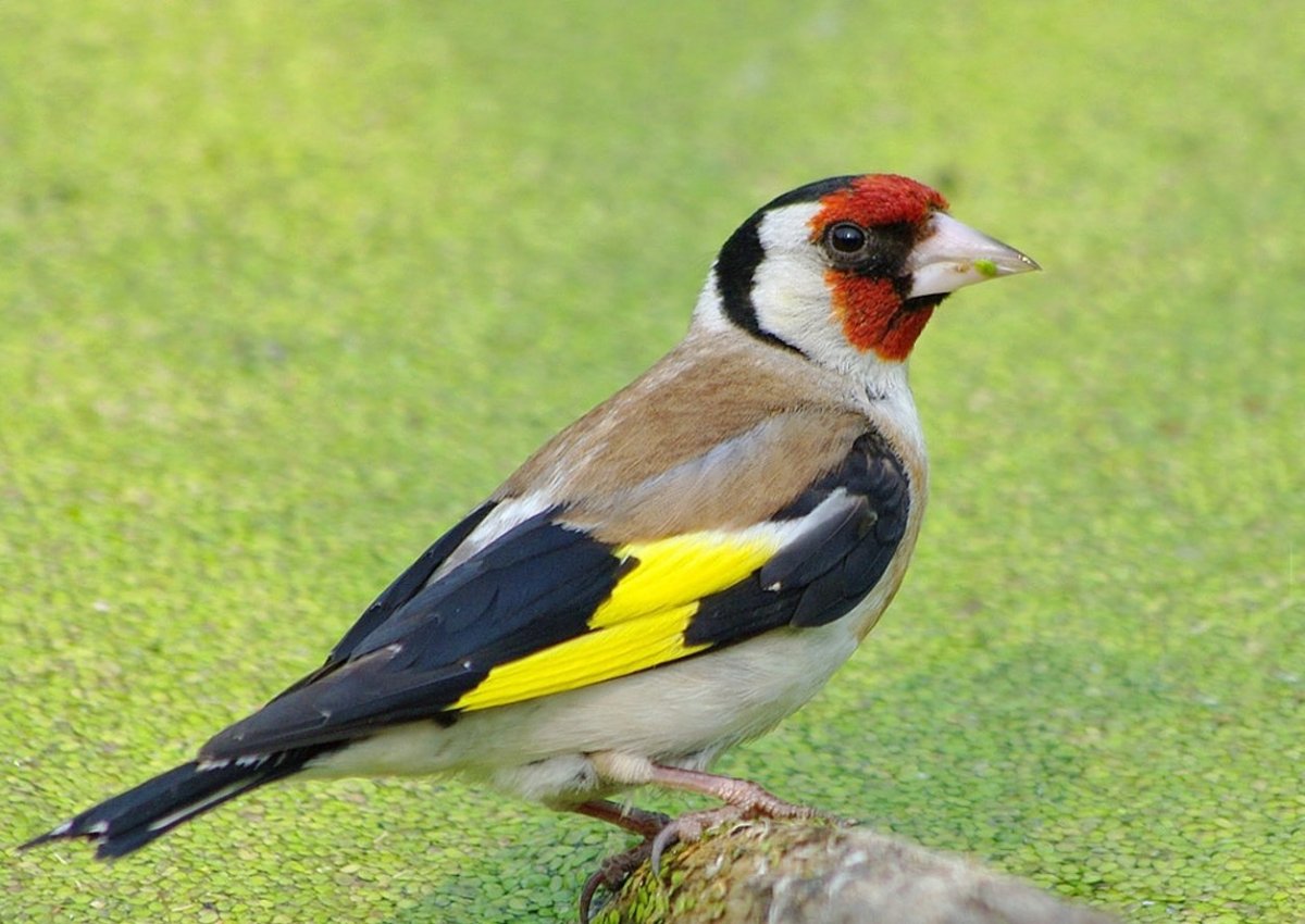 Щегол (Carduelis Carduelis)