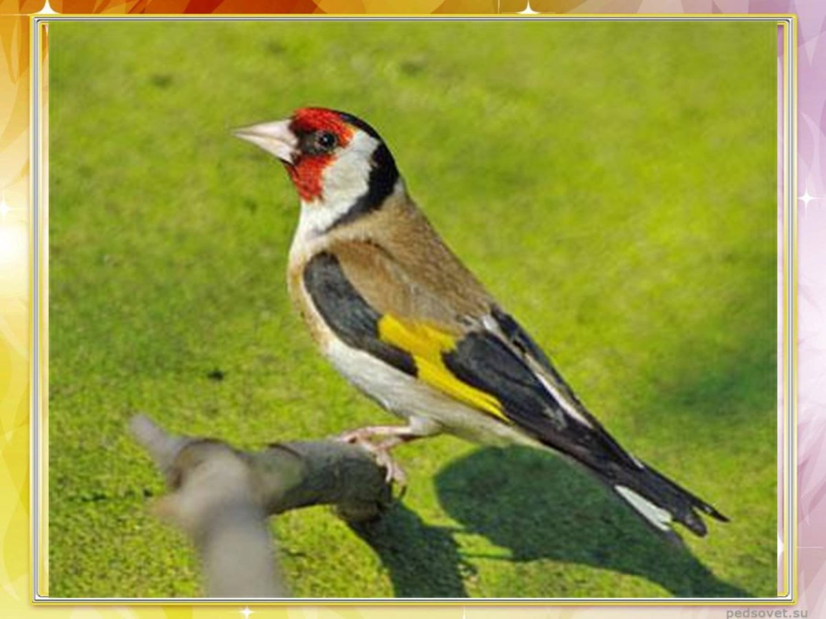 Птица с красным пятном на голове и желтыми крылышками