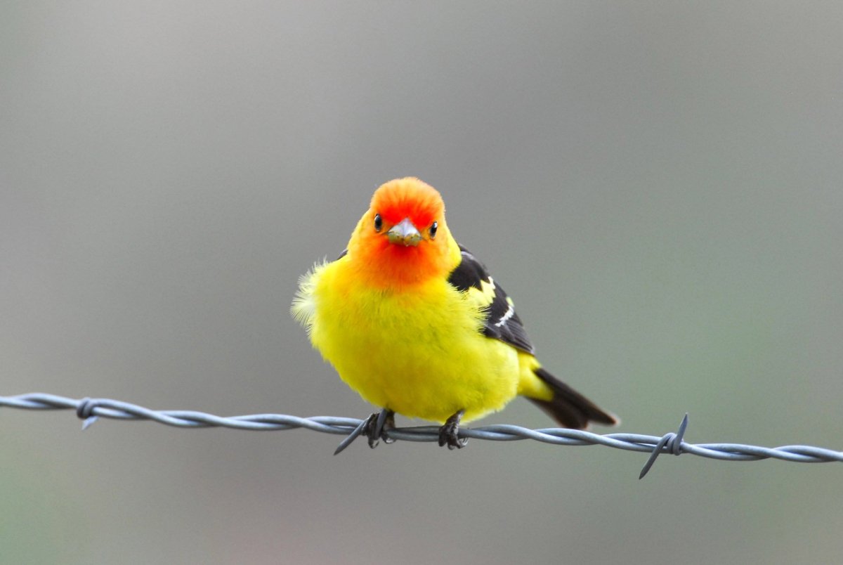 Желтая птица