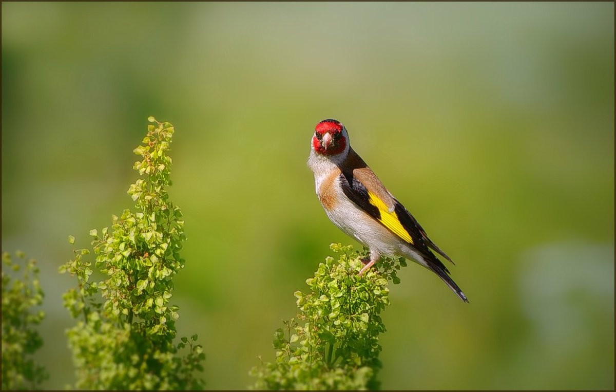 Черноголовый щегол гнездо