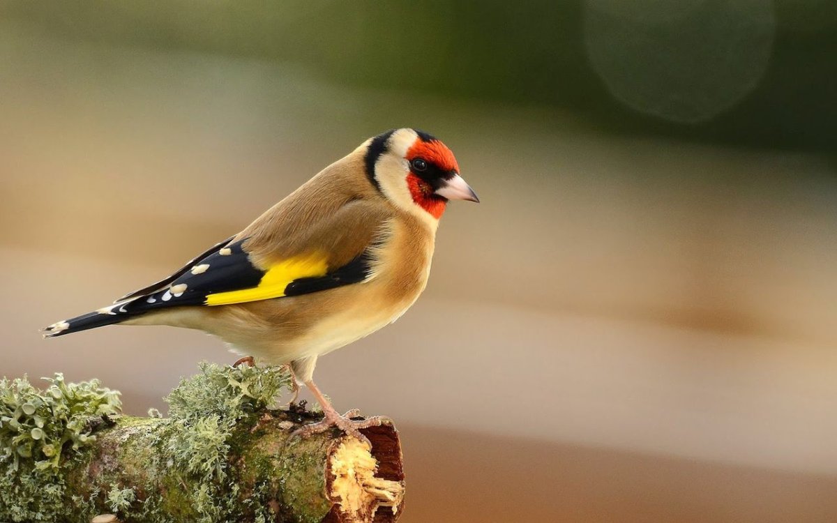 Черноголовый щегол птенец