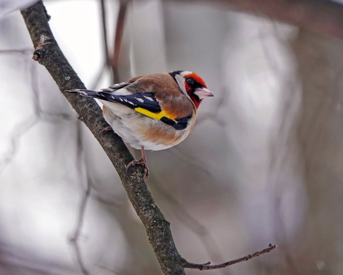 Черноголовый щегол зимой
