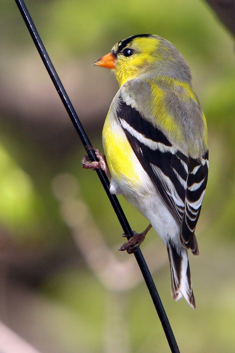 American Goldfinch птица