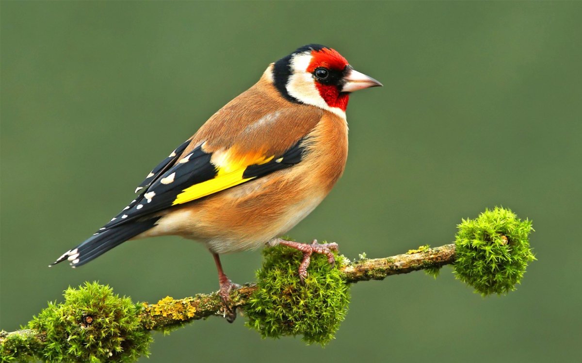 Щегол еловик