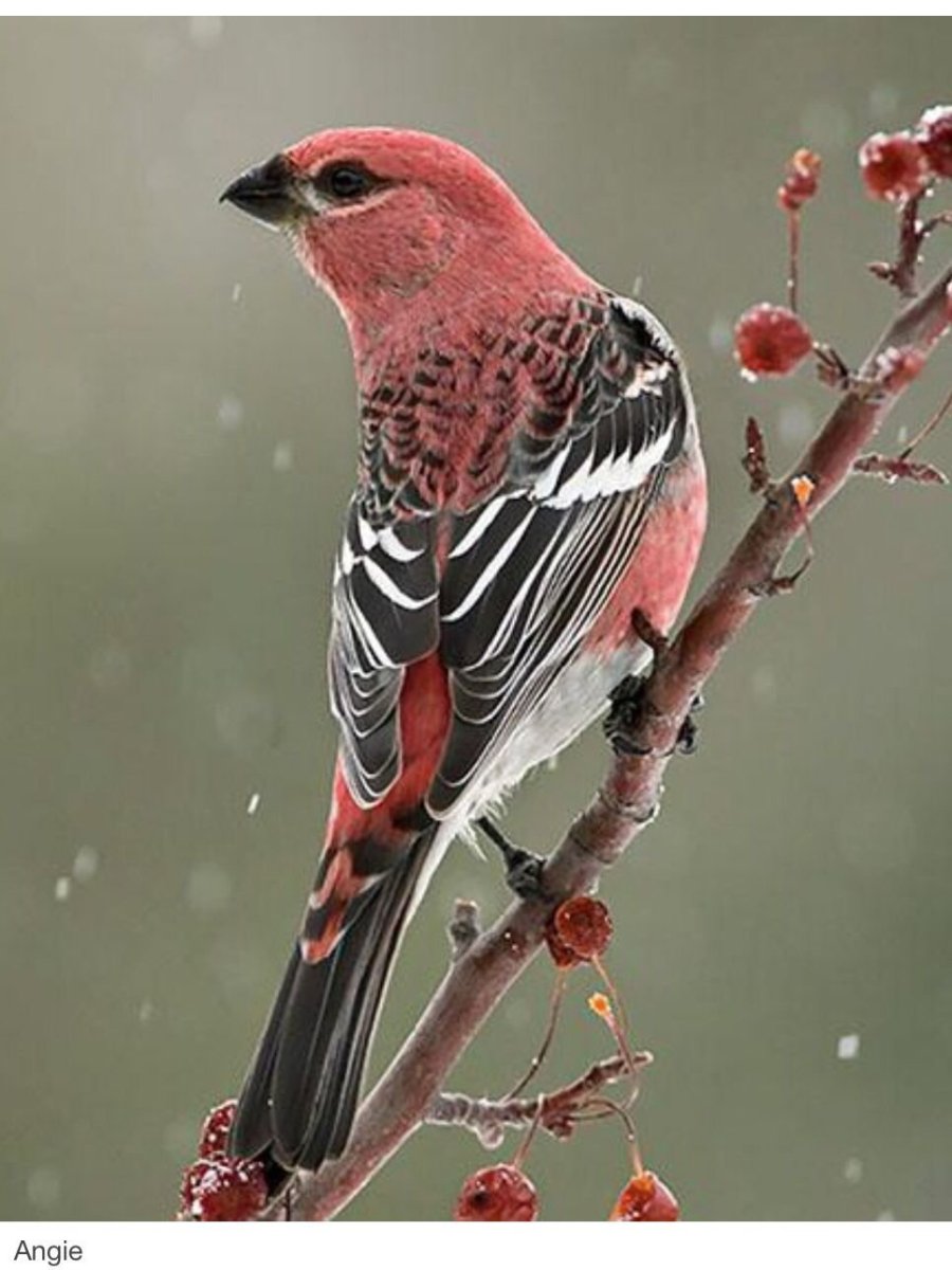 Щуры Вьюрковые