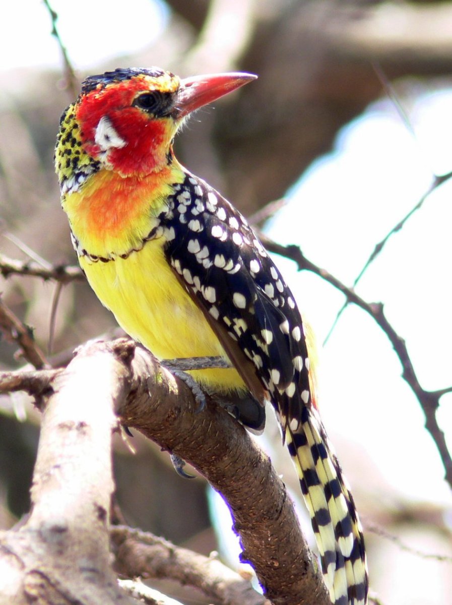 Барбет пестрый