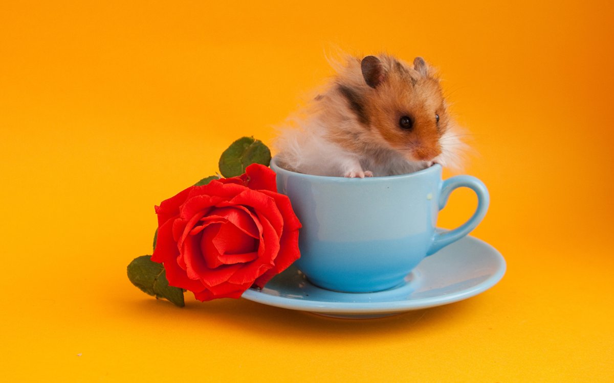 Доброе утро хомяк