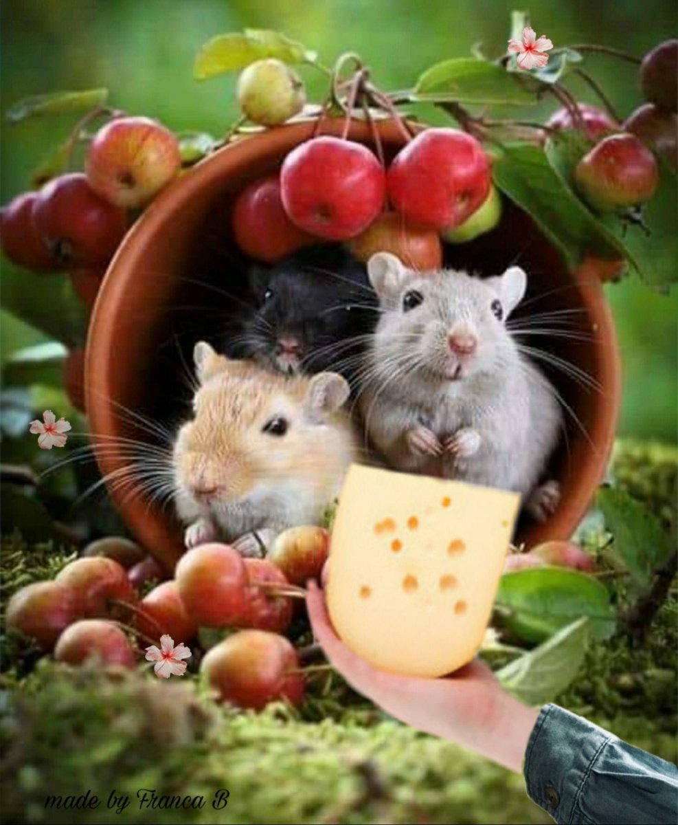 Красивый хомяк