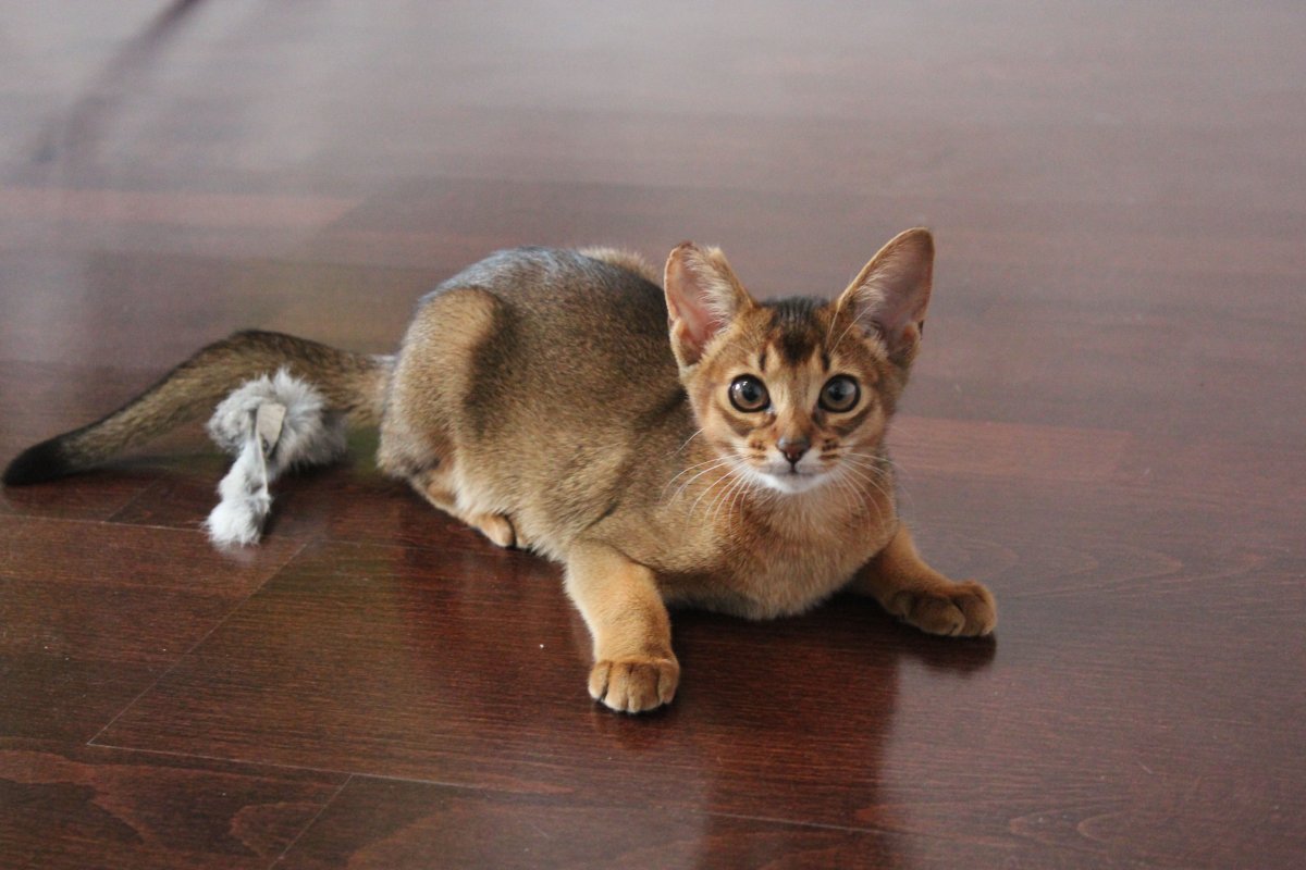 Девон рекс или Абиссинская кошка