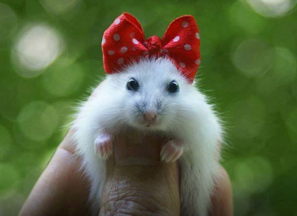 Милые хомячки