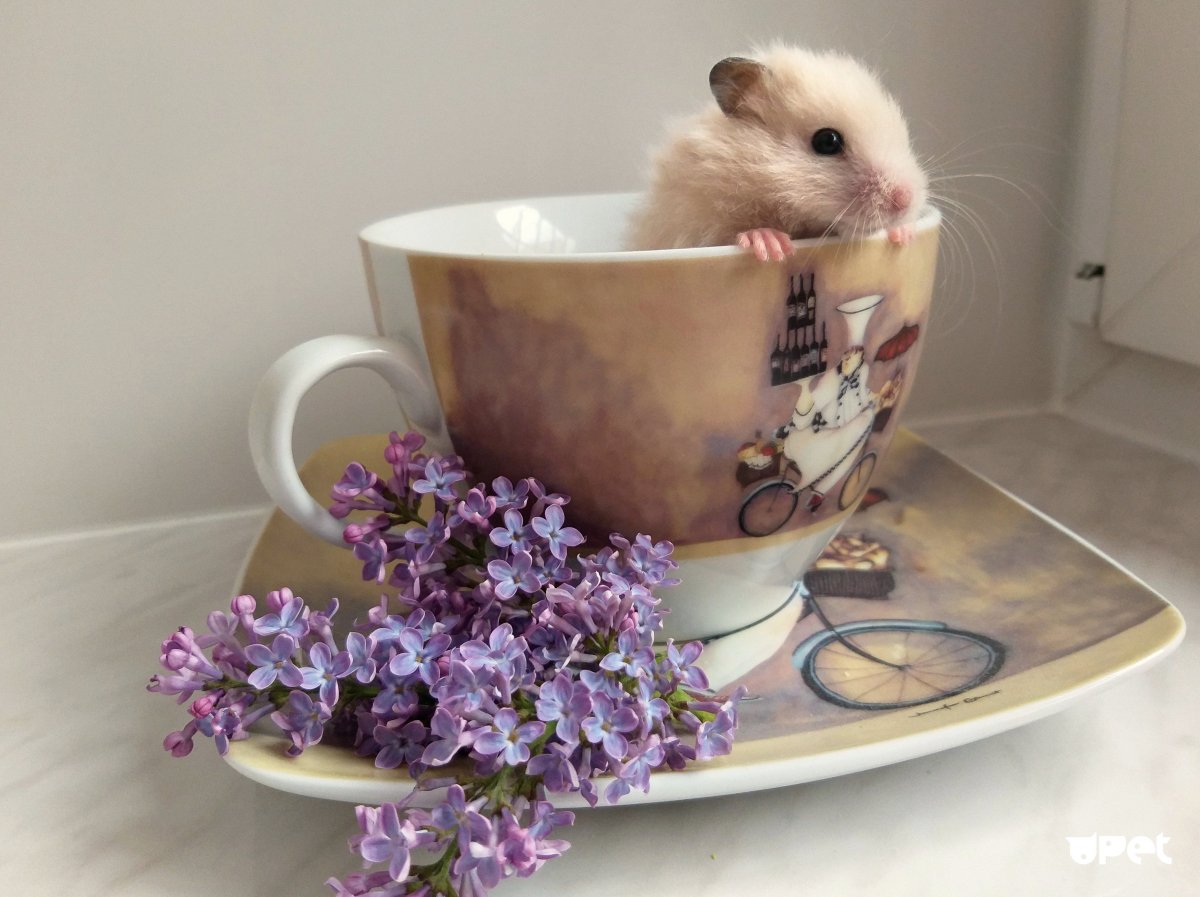 Доброе утро хомячок