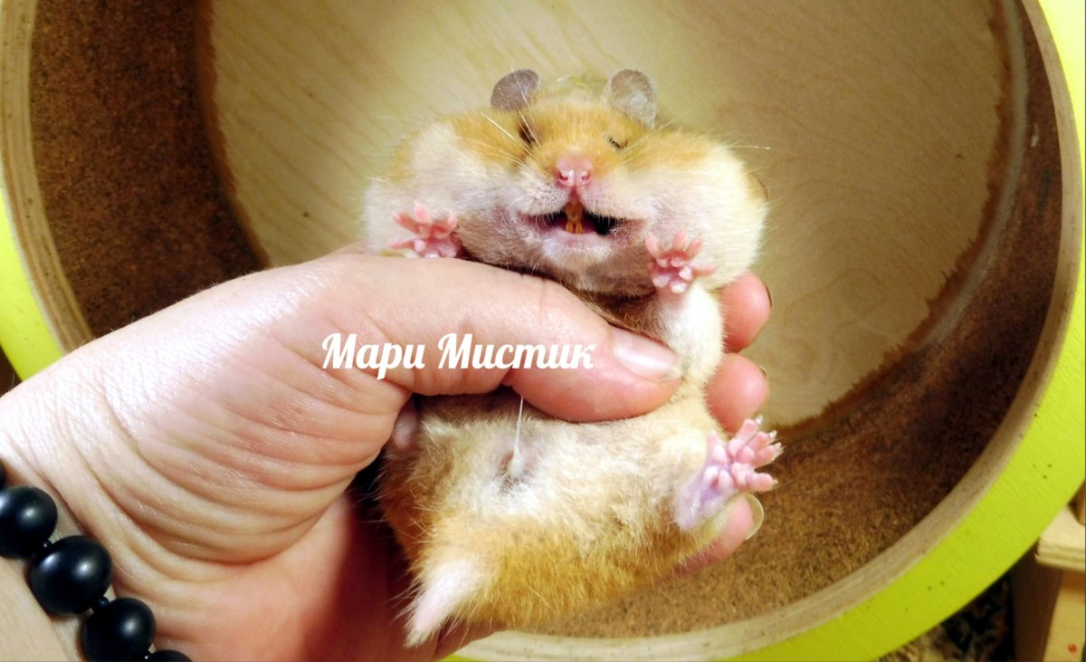 Милые хомячки