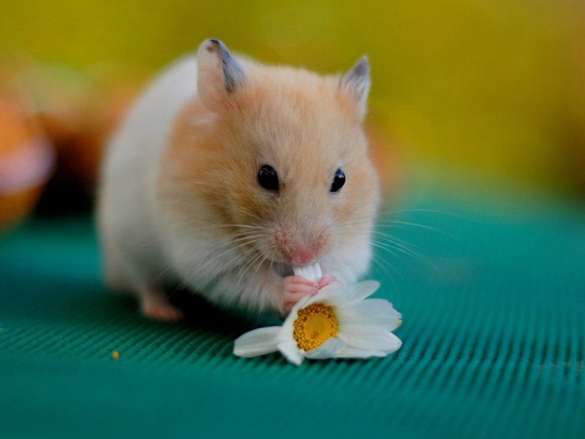 Красивый хомяк