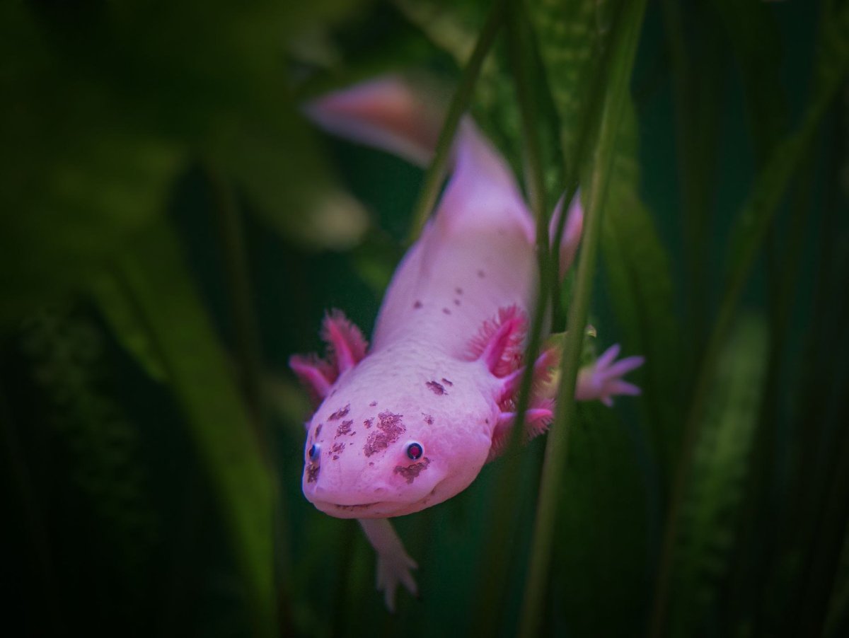 Аквариумная рыбка аксолотль