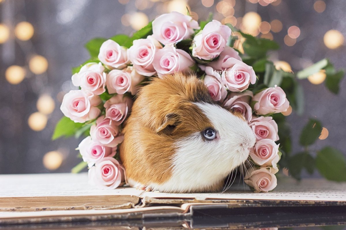 Красивый хомяк