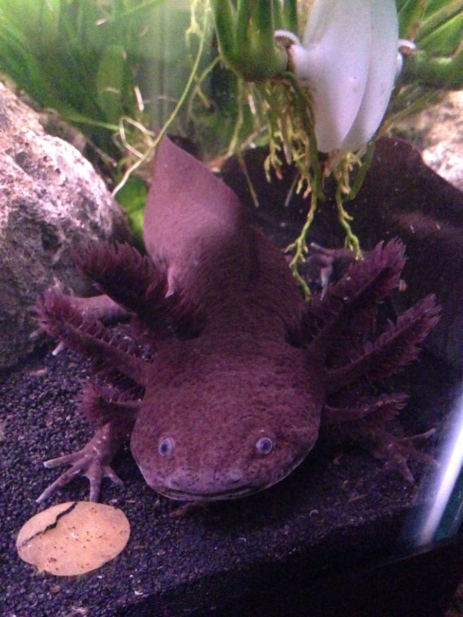 Мексиканская саламандра аксолотль