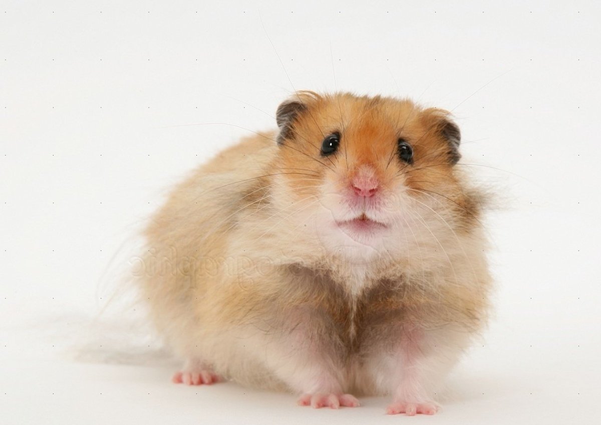 Сирийский хомяк Хома