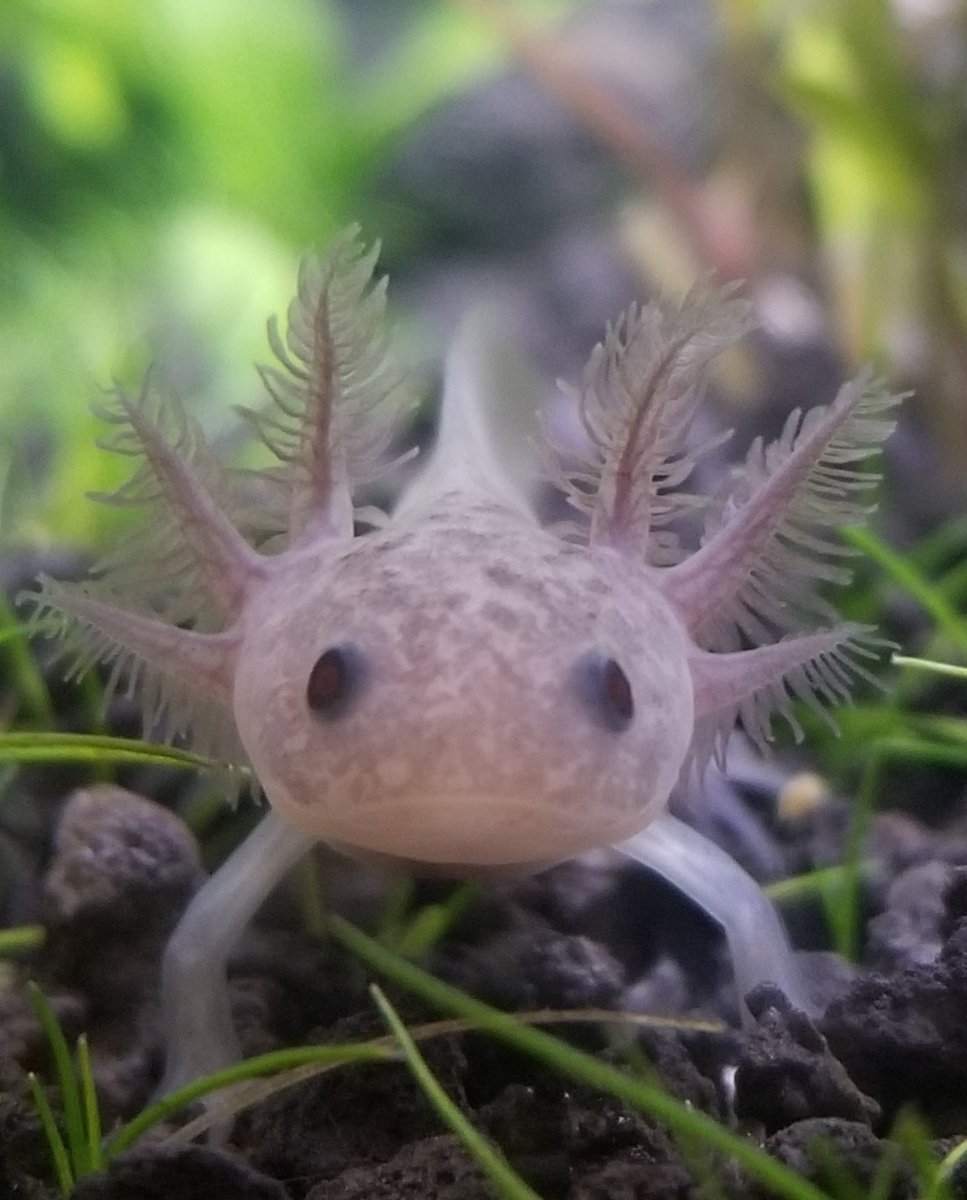 Пурпурный аксолотль