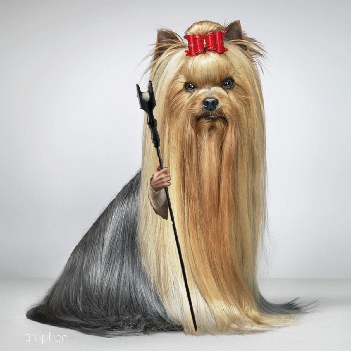 Йоркширский терьер стандарт