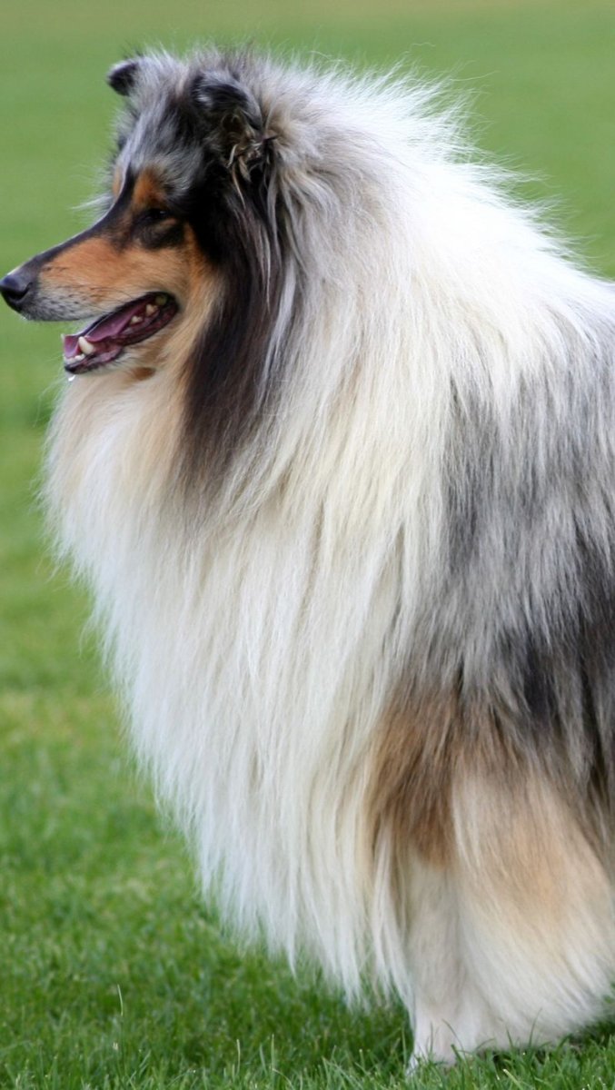 Шотландская колли