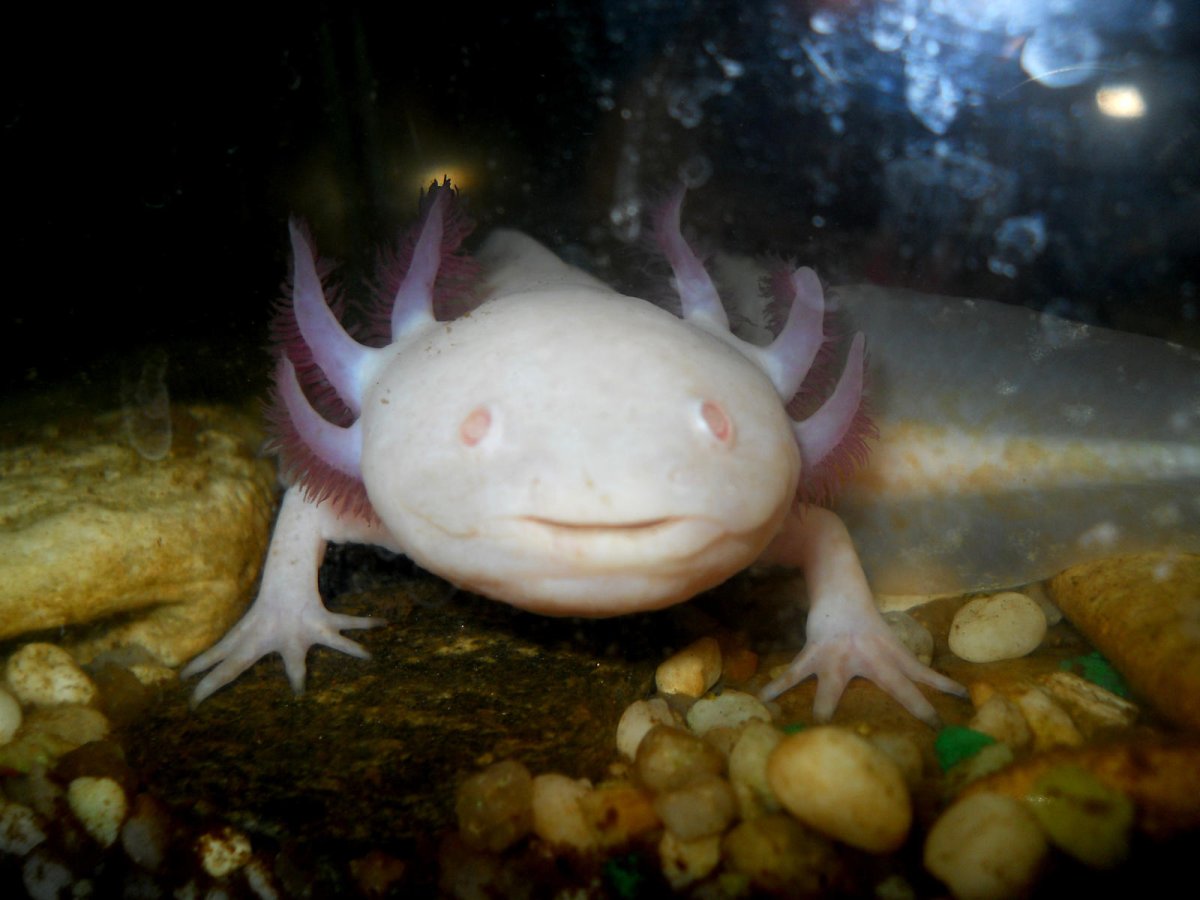 Блоптоп аксолотль