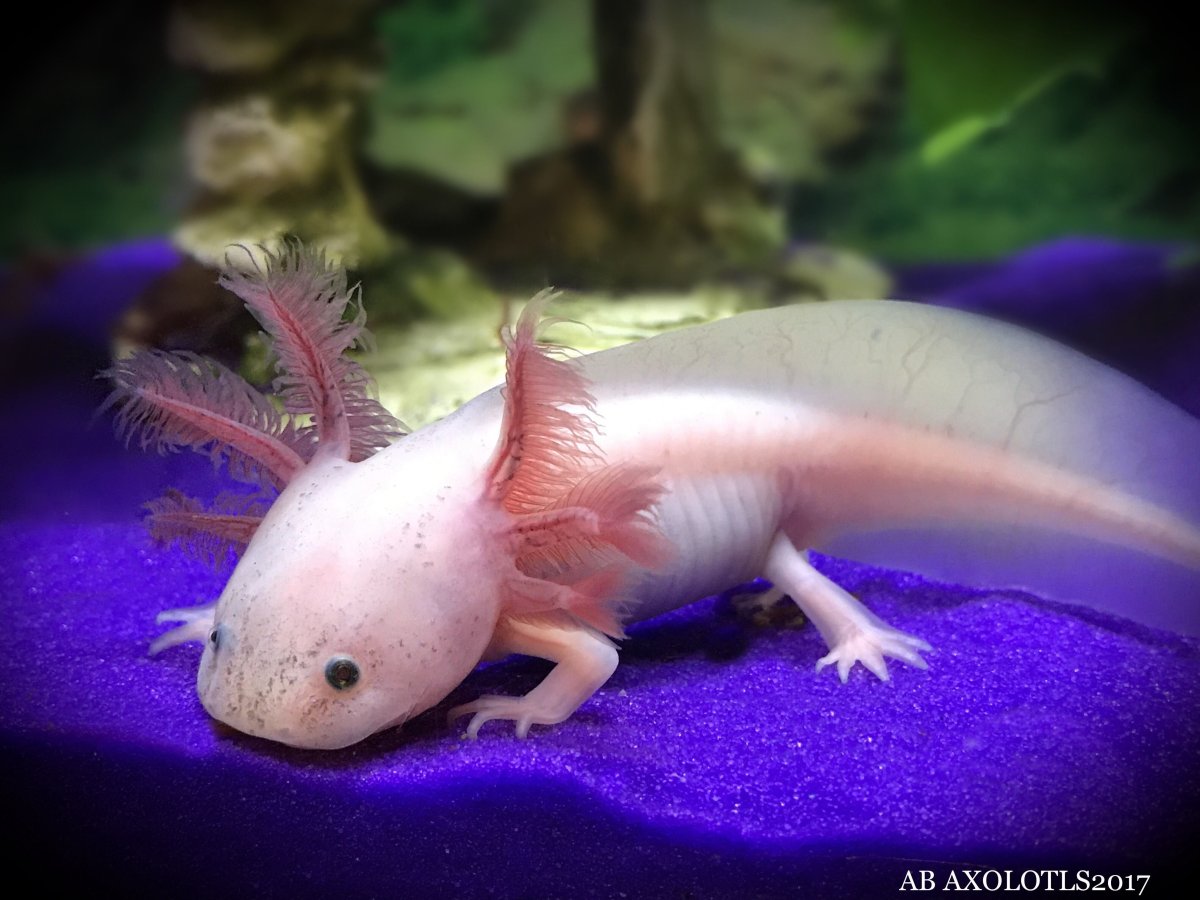 Саламандра аксолотль
