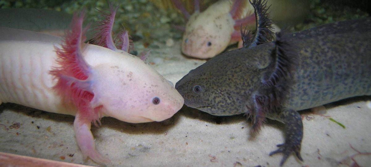 Аквариумная рыбка аксолотль