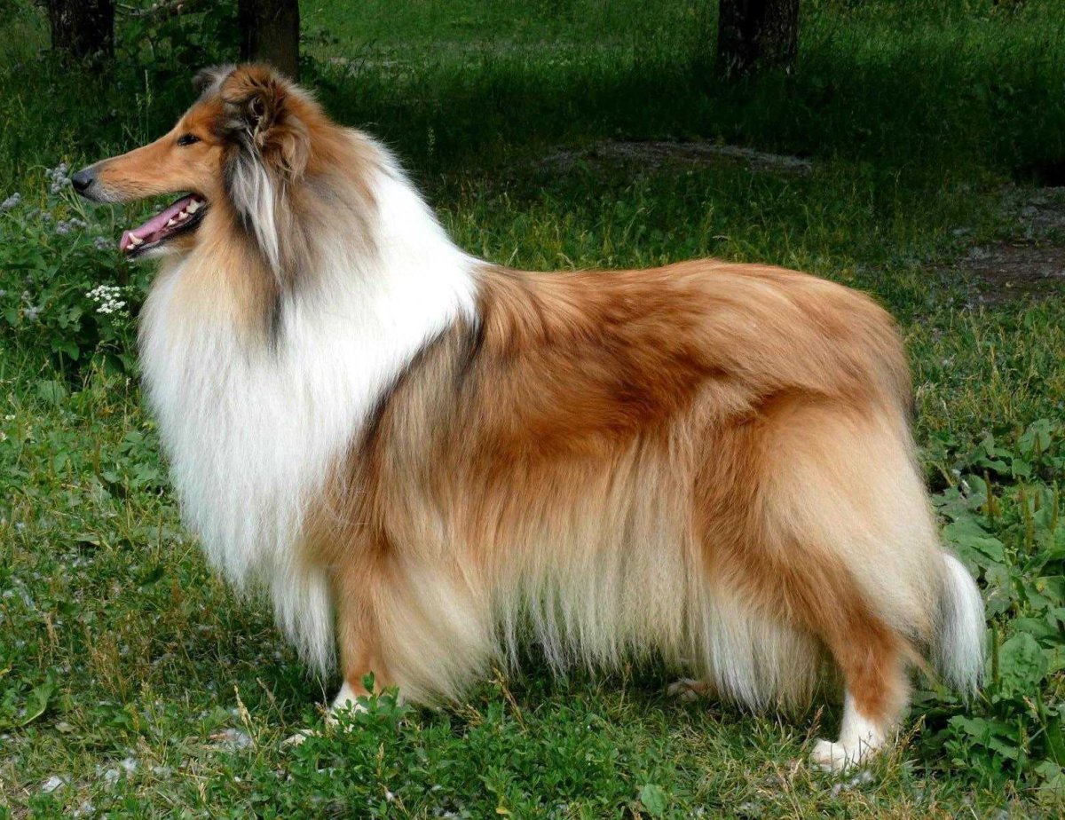 Шотландская колли длинношерстный