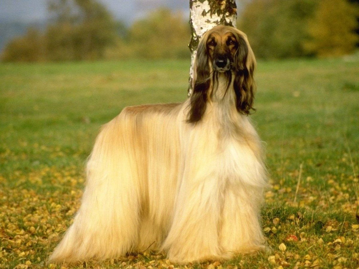 Афганская борзая гончая