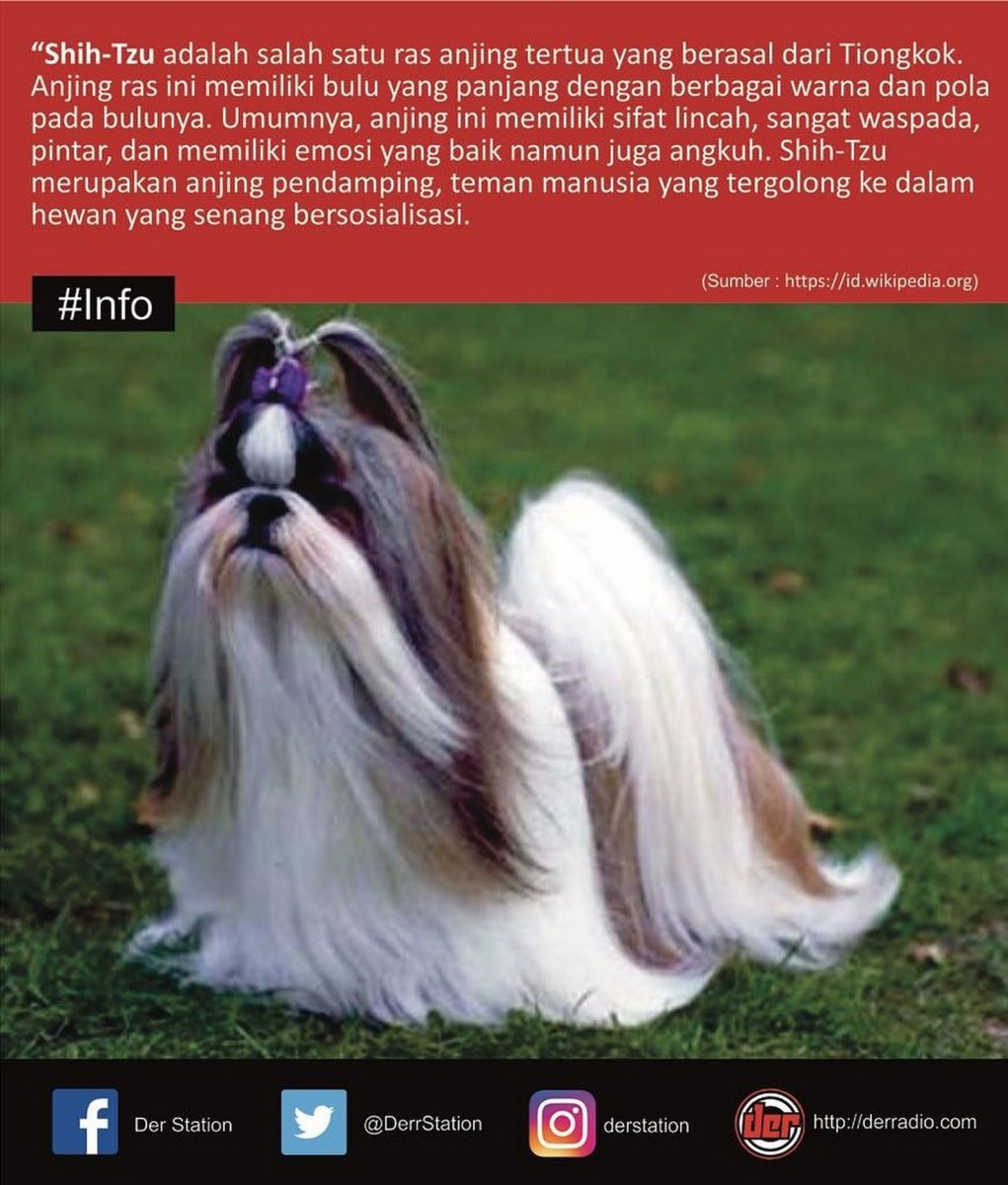 Ши тцу длинношерстные