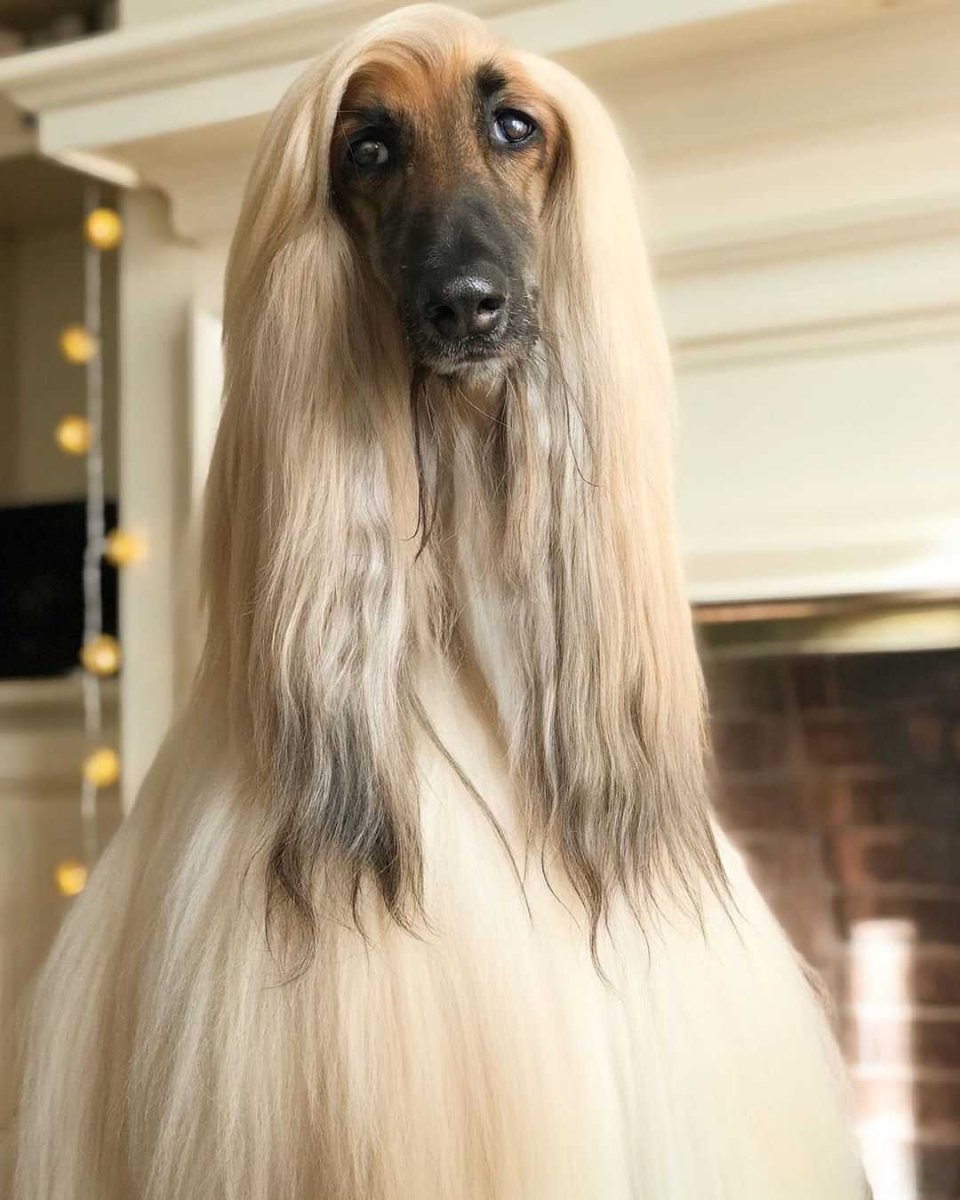 Афганская борзая