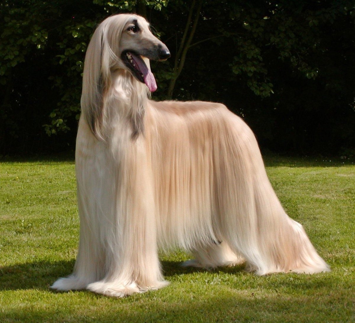 Афганская борзая и салюки