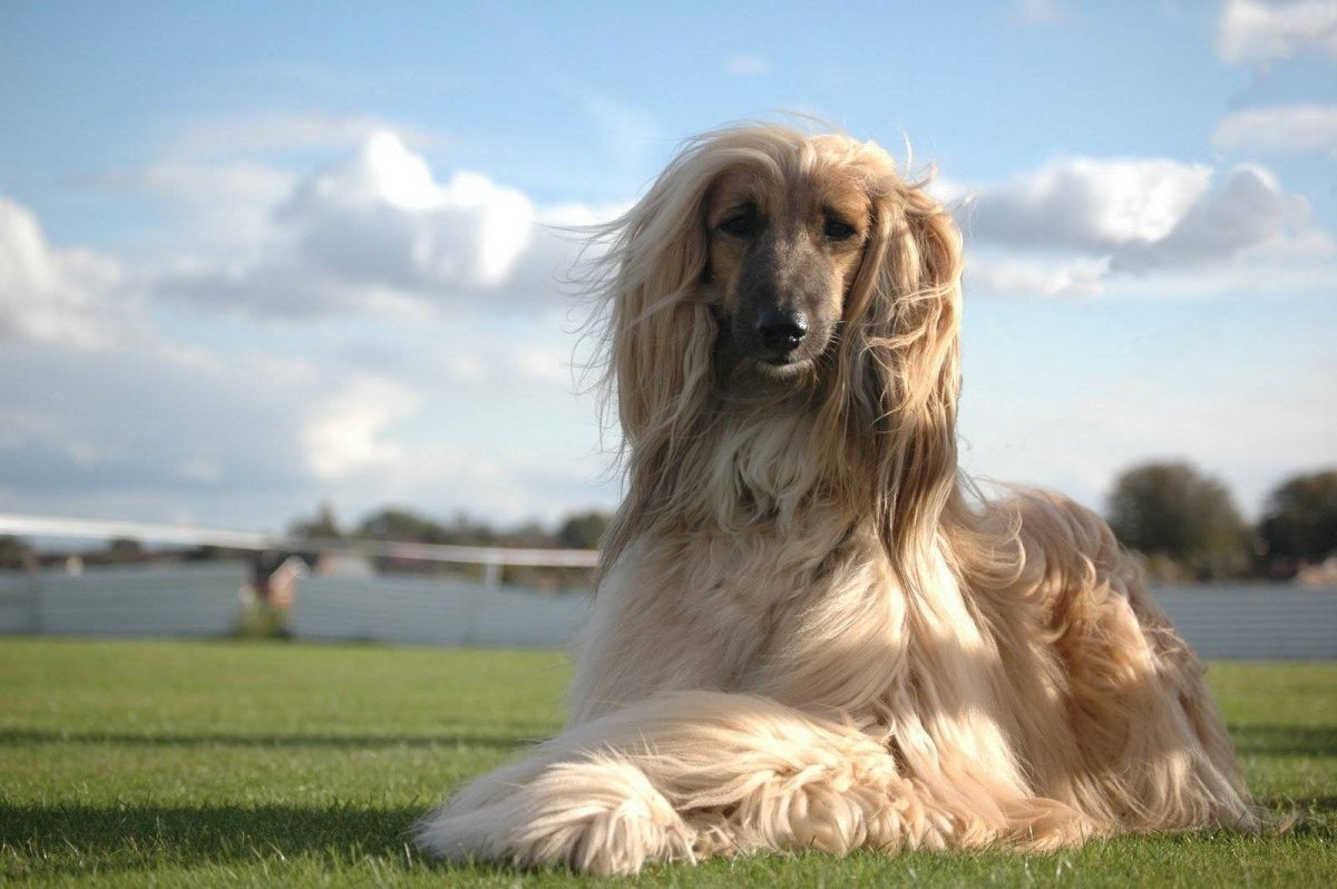 Афганская борзая / Afghan Hound
