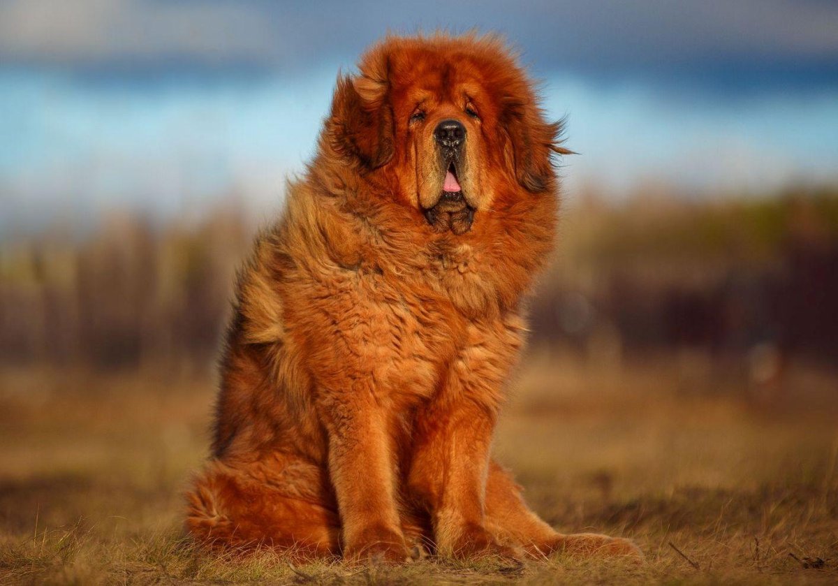 Порода тибетский мастиф