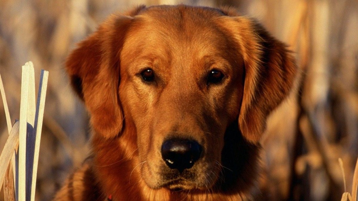 Лабрадор ретривер золотистый