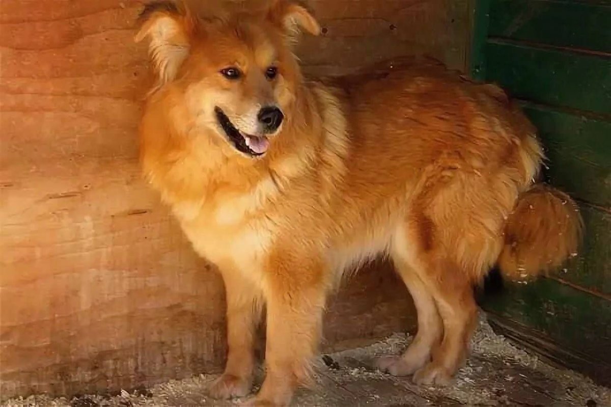 Собачка дворняжка каштанка