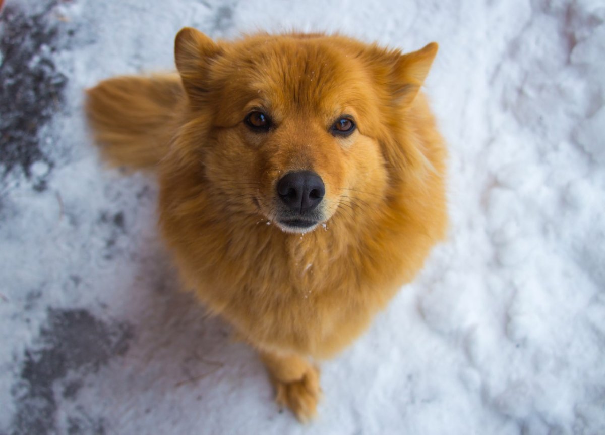 Рыжая собака дворняга