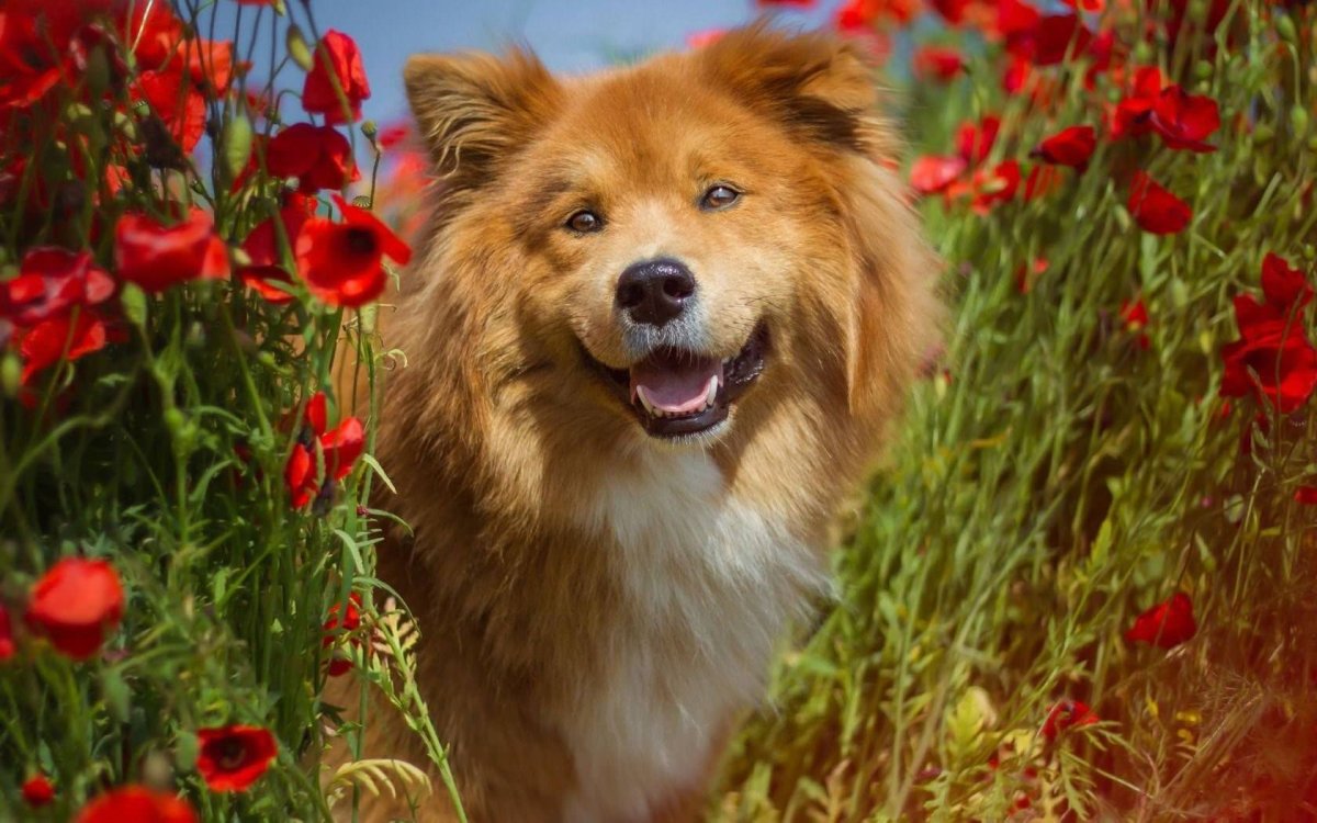 Рыжая собака порода