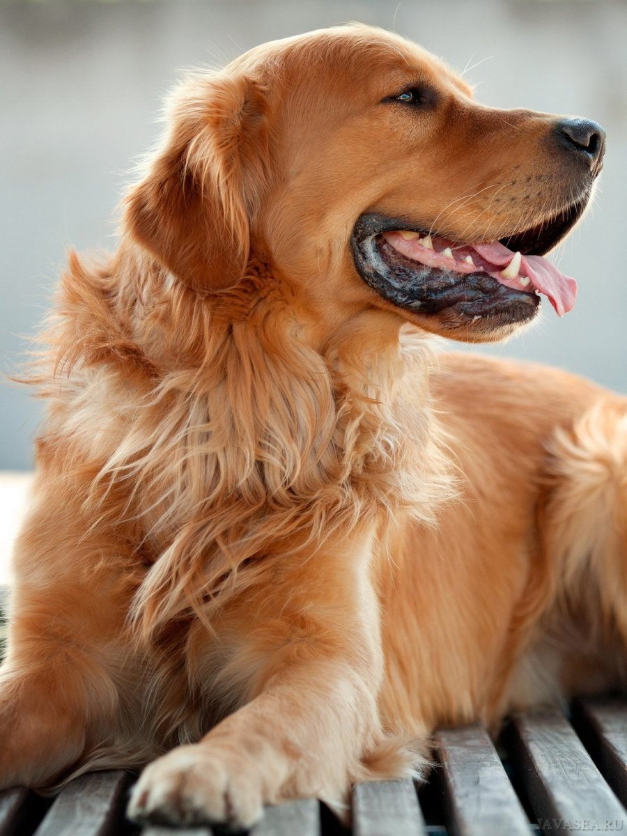 Золотистый ретривер рыжий