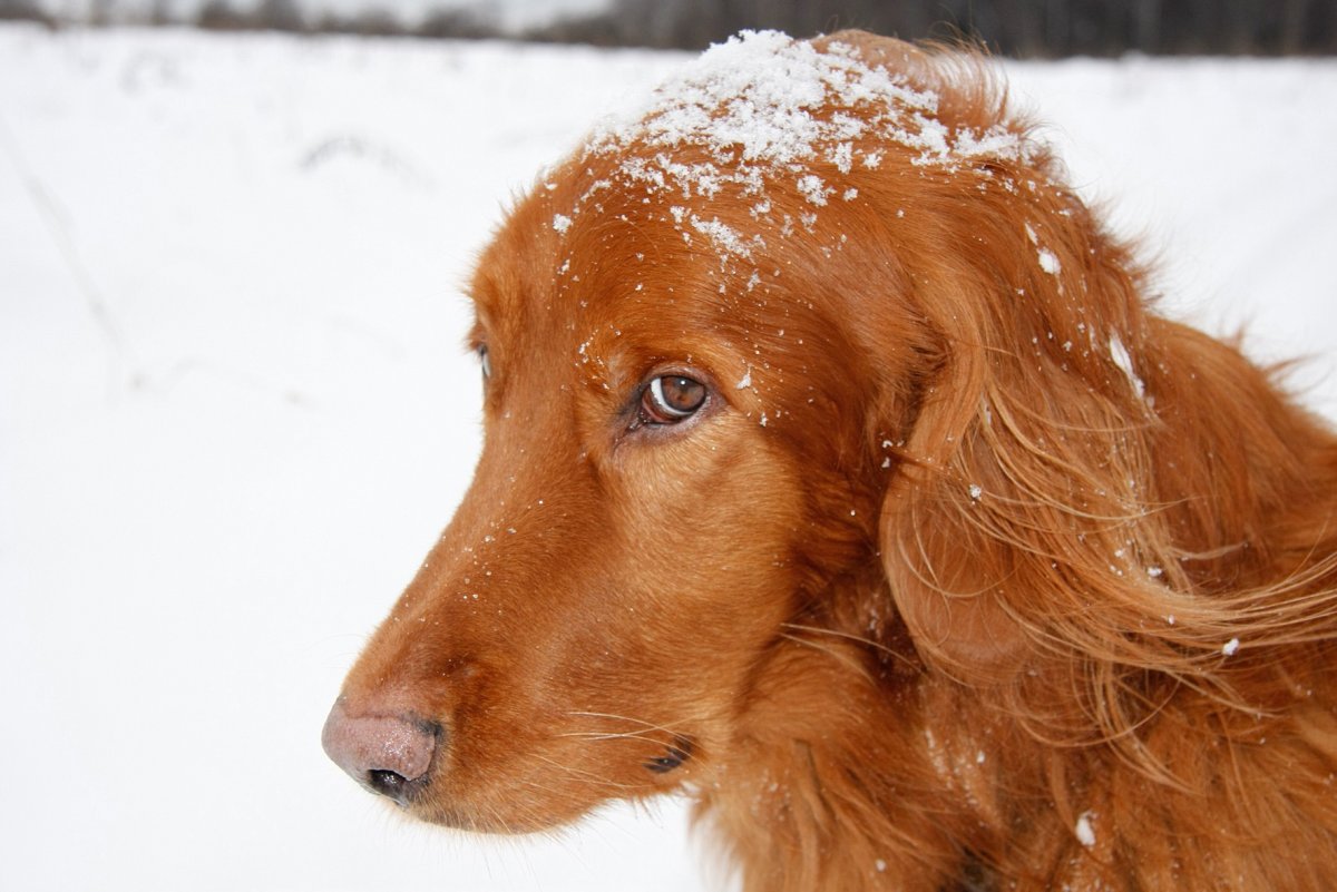 Ирландский сеттер рыжий