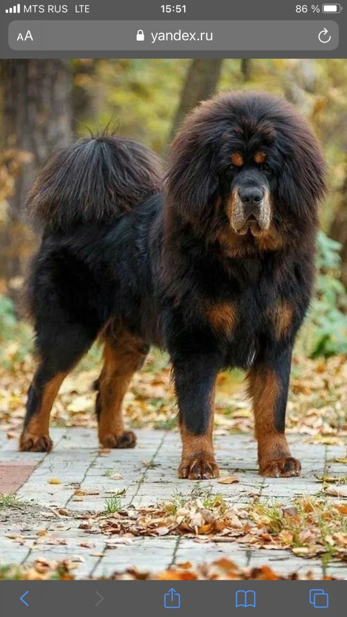 Тибетский мастифмастиф