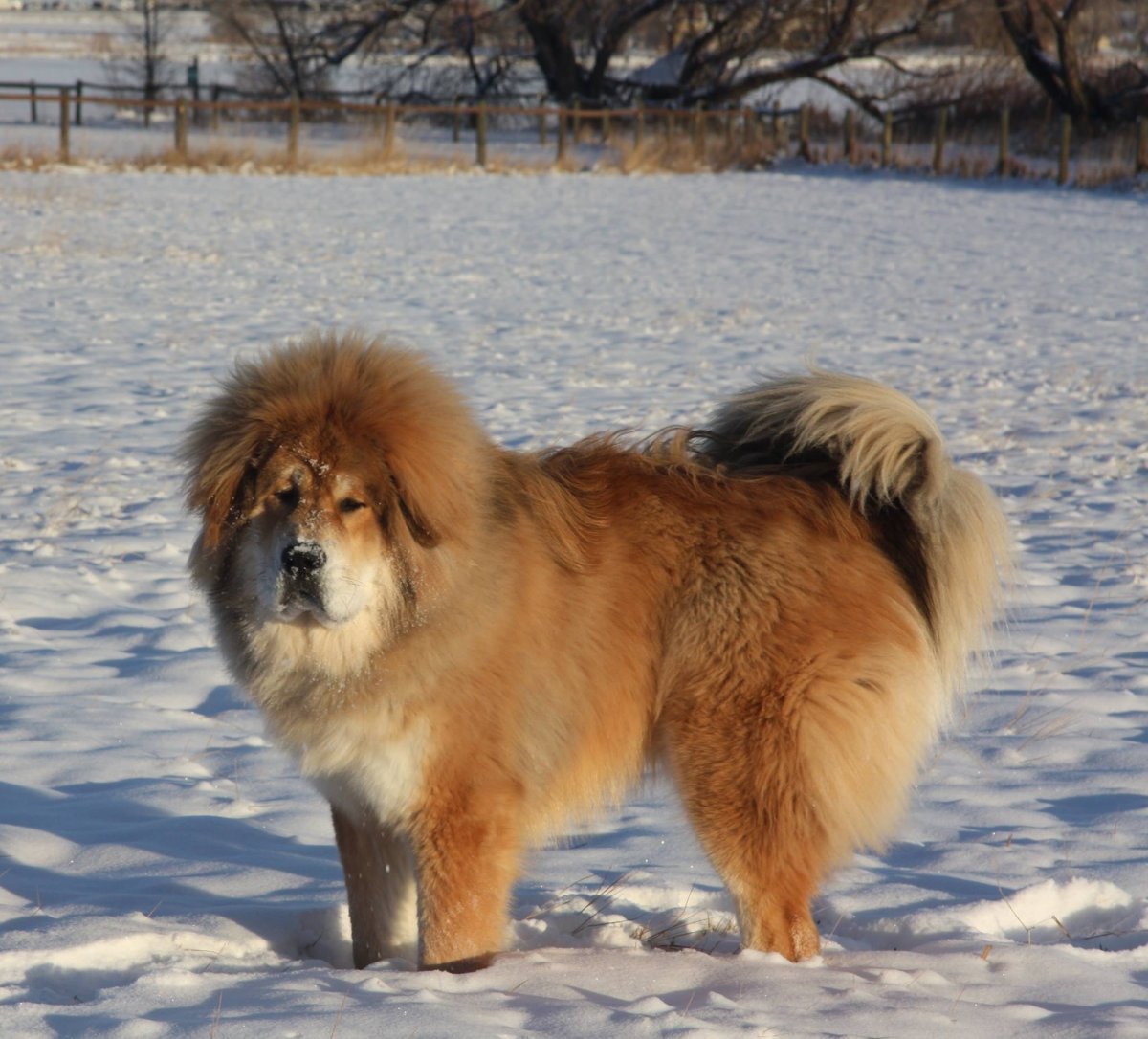 Тибетский мастиф белый