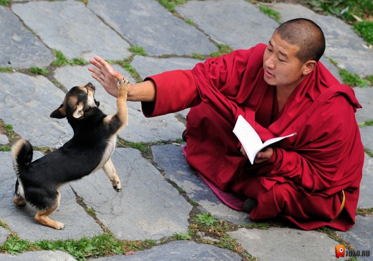 Тибетские монахи Шаолинь