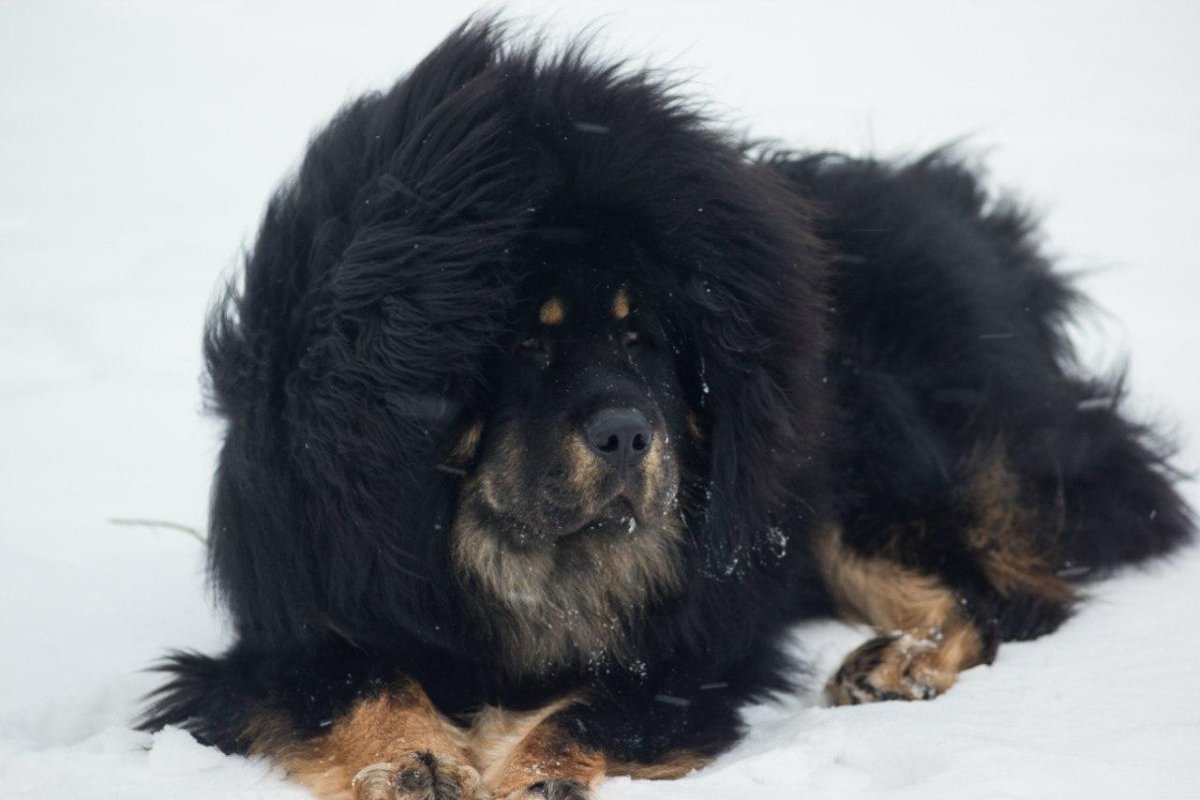 Тибетский мастиф и Сенбернар